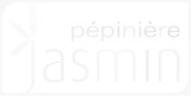 Jasmin