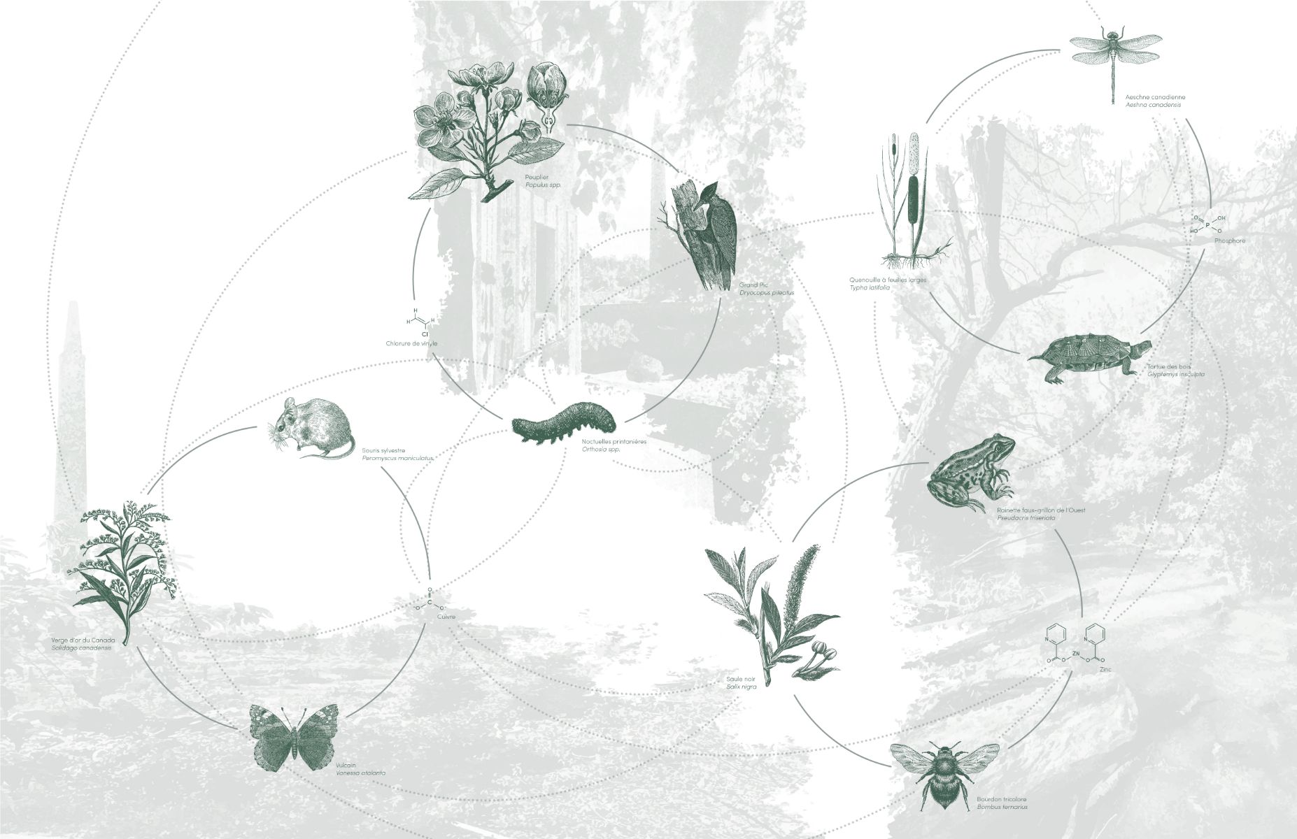 Dialogues entre le vivant  et son environnement