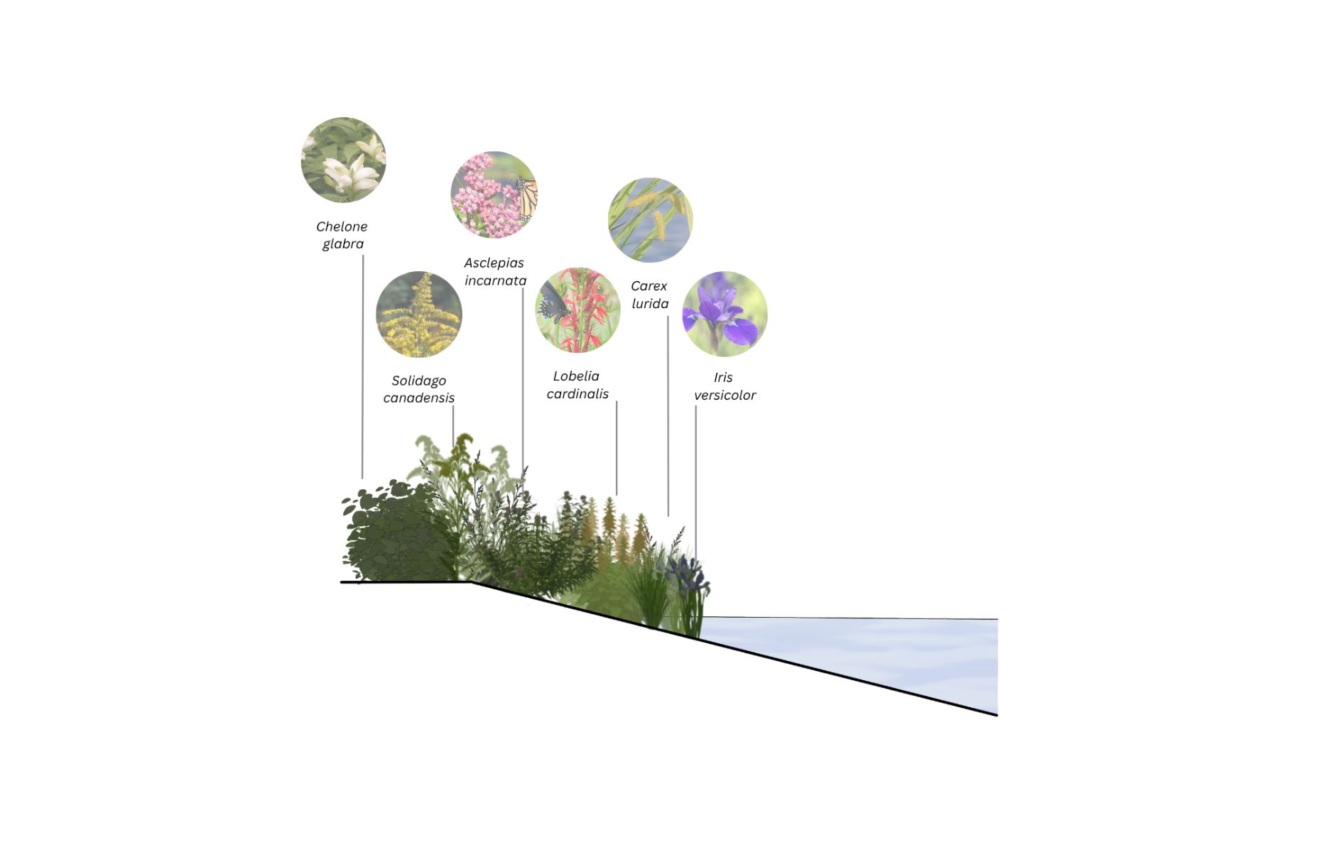 Palette v&eacute;g&eacute;tale des bassins d'eau