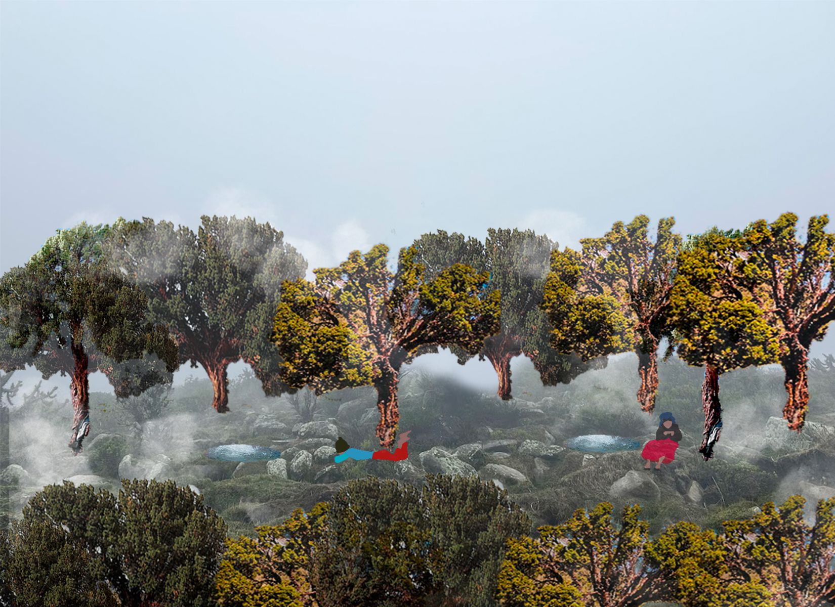 Reforestation avec &laquo; ojos de agua &raquo;