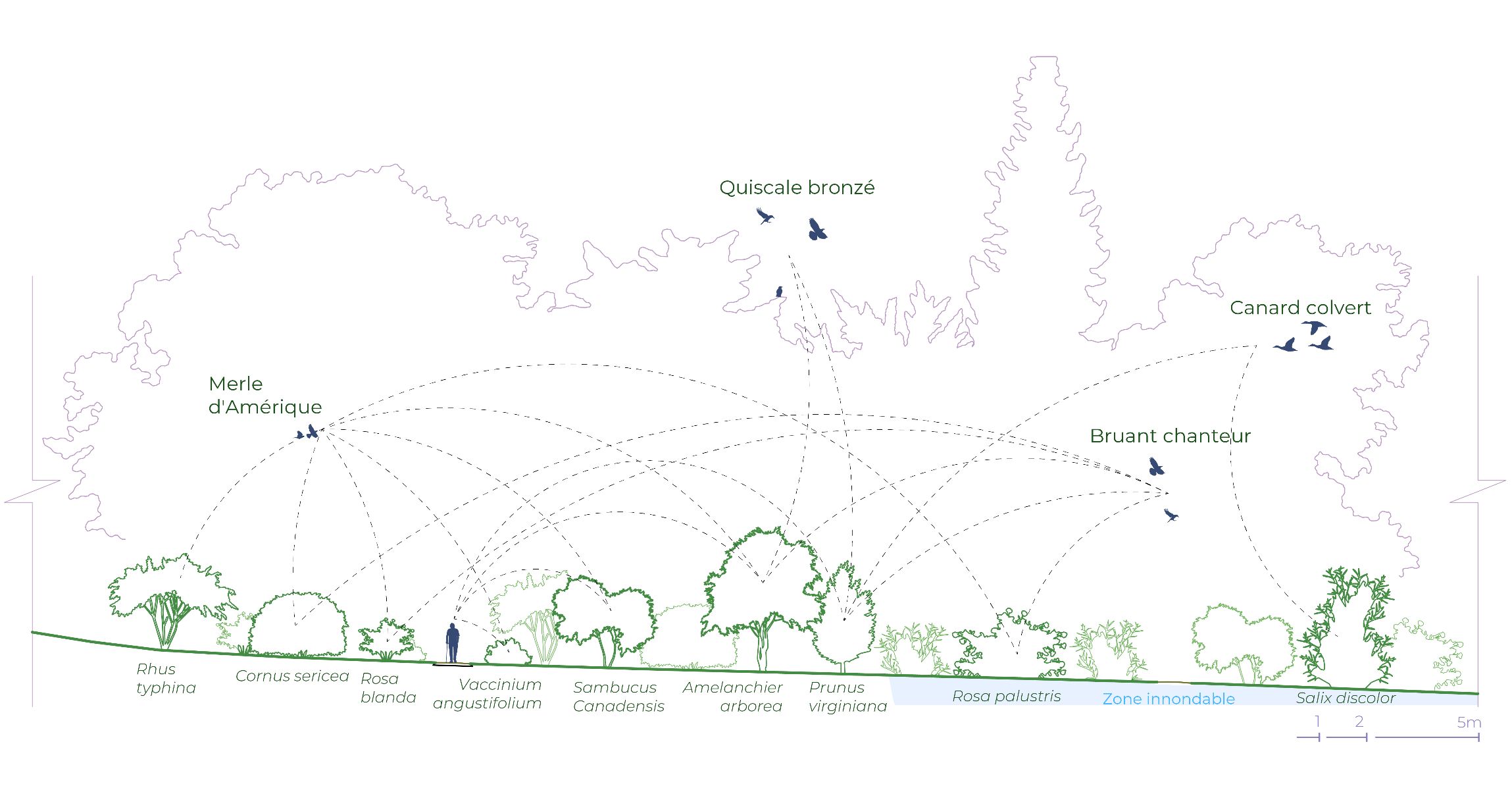 Strat&eacute;gie v&eacute;g&eacute;tale - Chemin des oiseaux